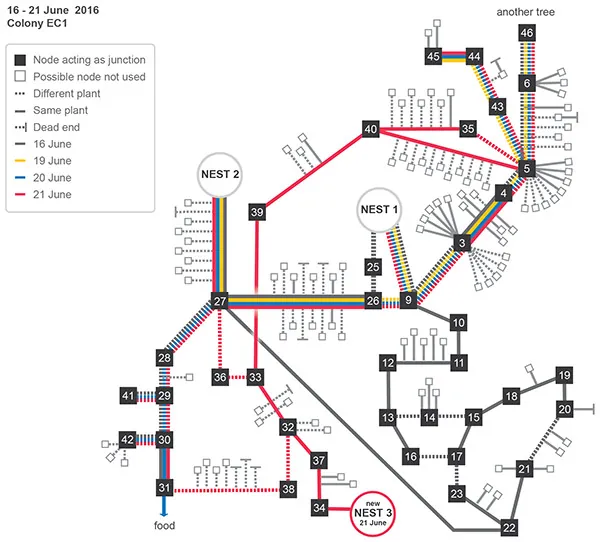 A map of an ant colony's trails that looks like a subway map